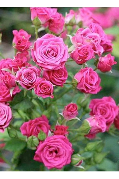 Rose spray Lovely Lydia (purple-pink)